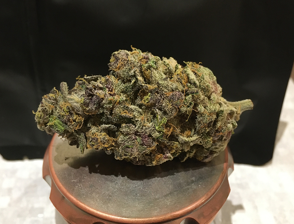 Purple Pug Breath 1
