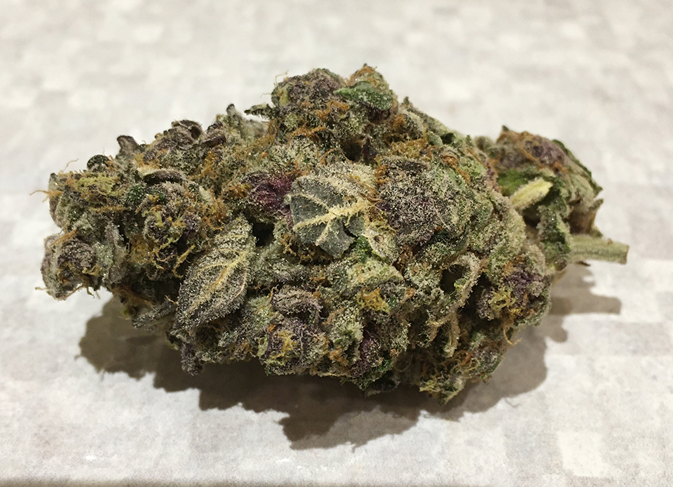 Purple Pug Breath 2