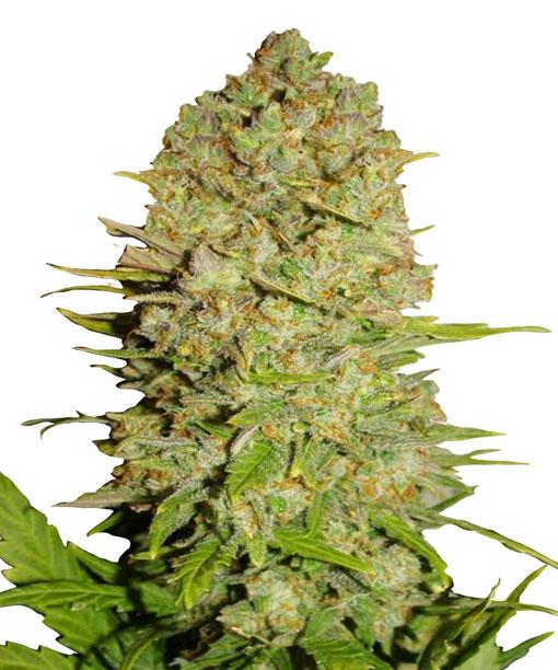 pineapple-express-feminized-cannabis-seeds.jpg