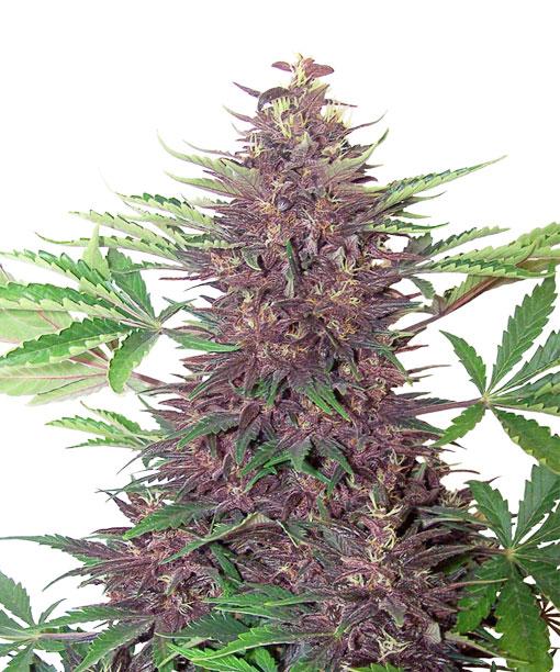 shop-purple-kush-feminized-cannabis-seeds.jpg