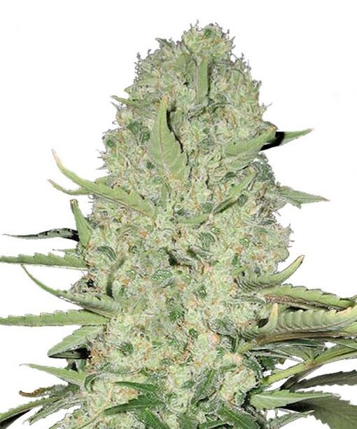 white-widow-feminized-cannabis-seeds.jpg