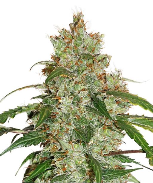 shop-sweet-and-sour-widow-cbd-cannabis-seeds.jpg