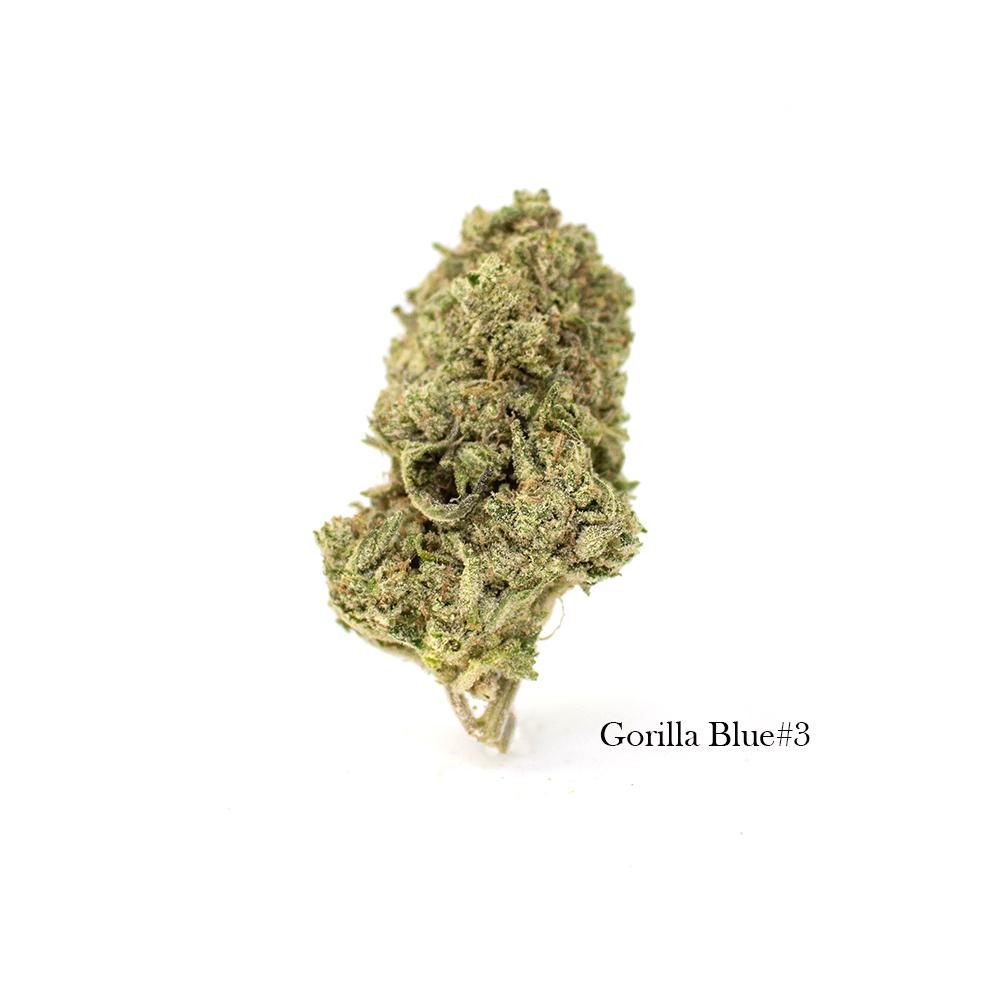 GorillaBlue_3-Hybrid-orderonline-flowers-edibles-inCanada.jpg