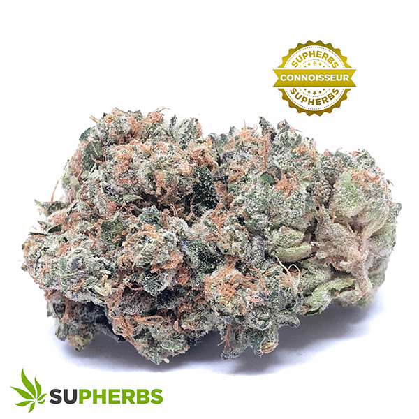 Gruntz-Strain-Buy-Gruntz-strain-online-in-canada-at-supherbs.jpg