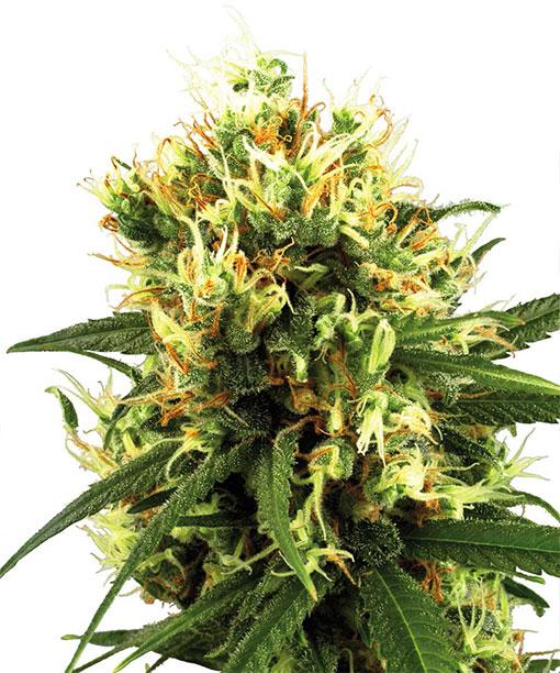 buy-astroboy-cannabis-seed.jpg