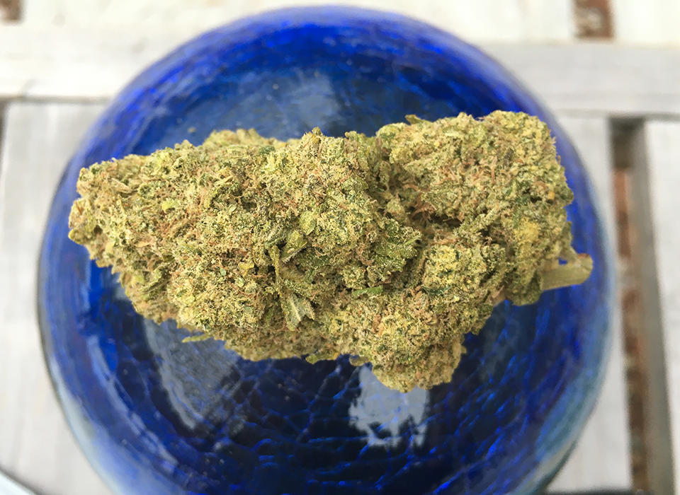 Gorilla Blue 2