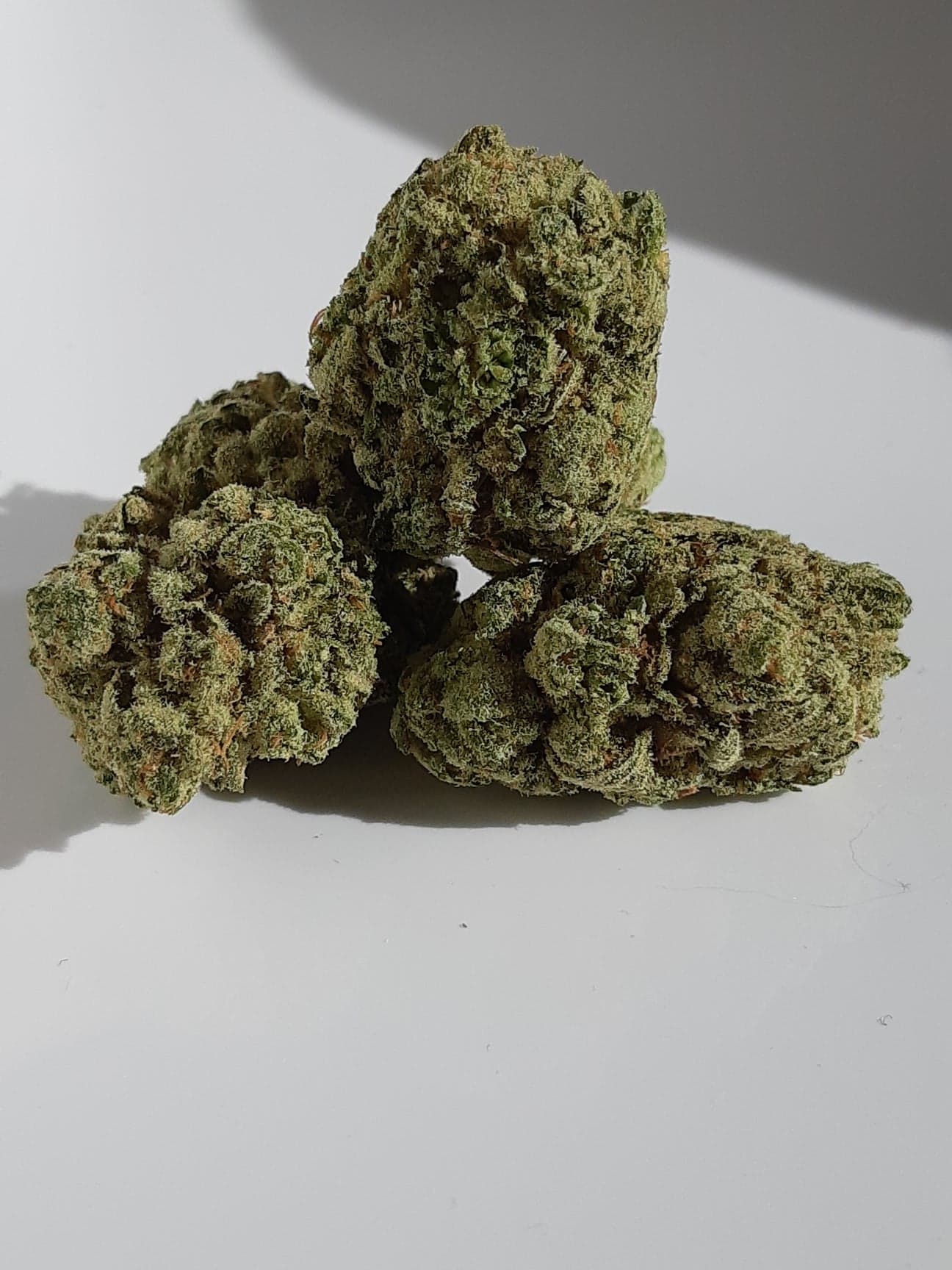 Wildberrykush2148561348_500749127990867_1364492062419744842_n.jpg