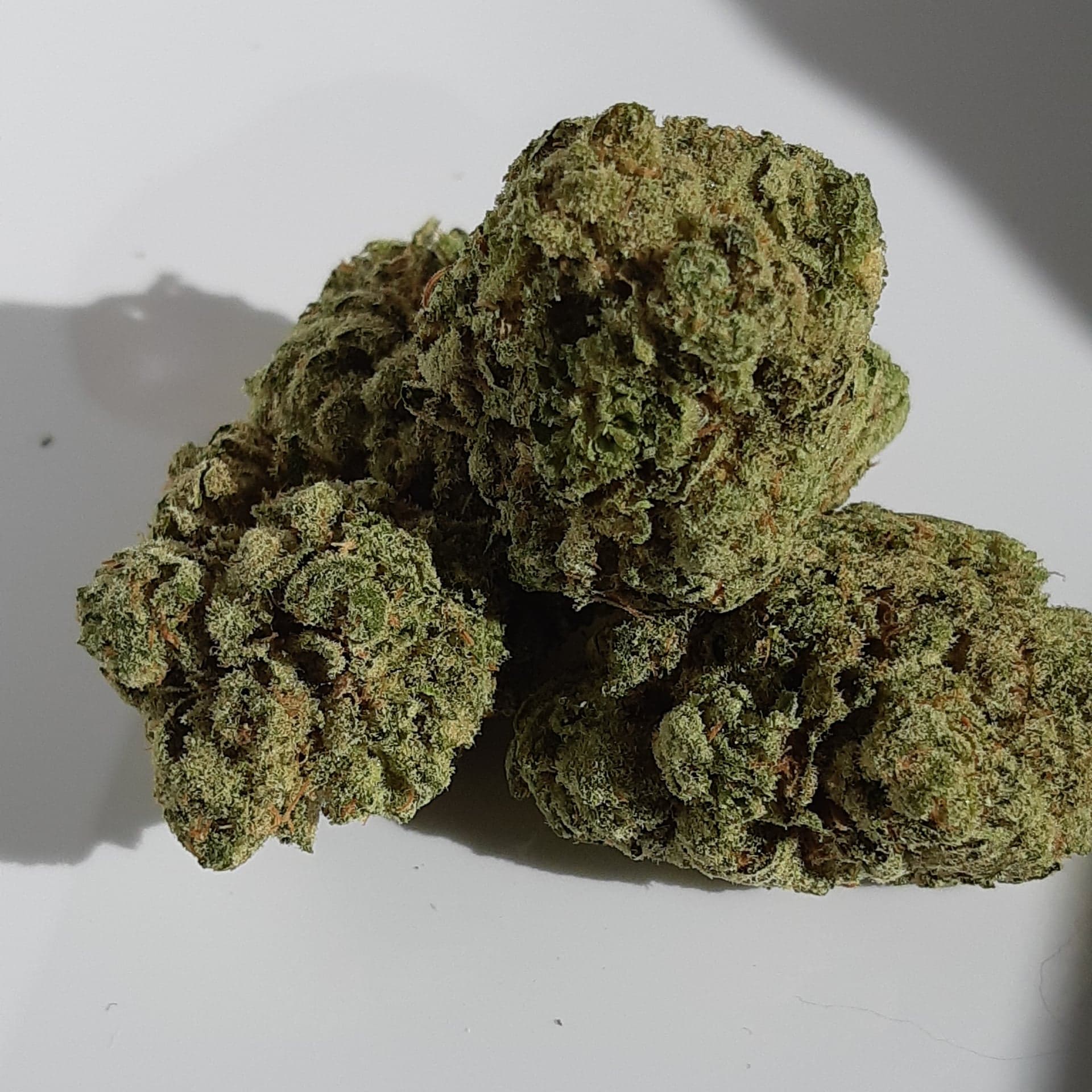 Wildberrykush1149985913_2512357845738751_5506148914101002558_n.jpg