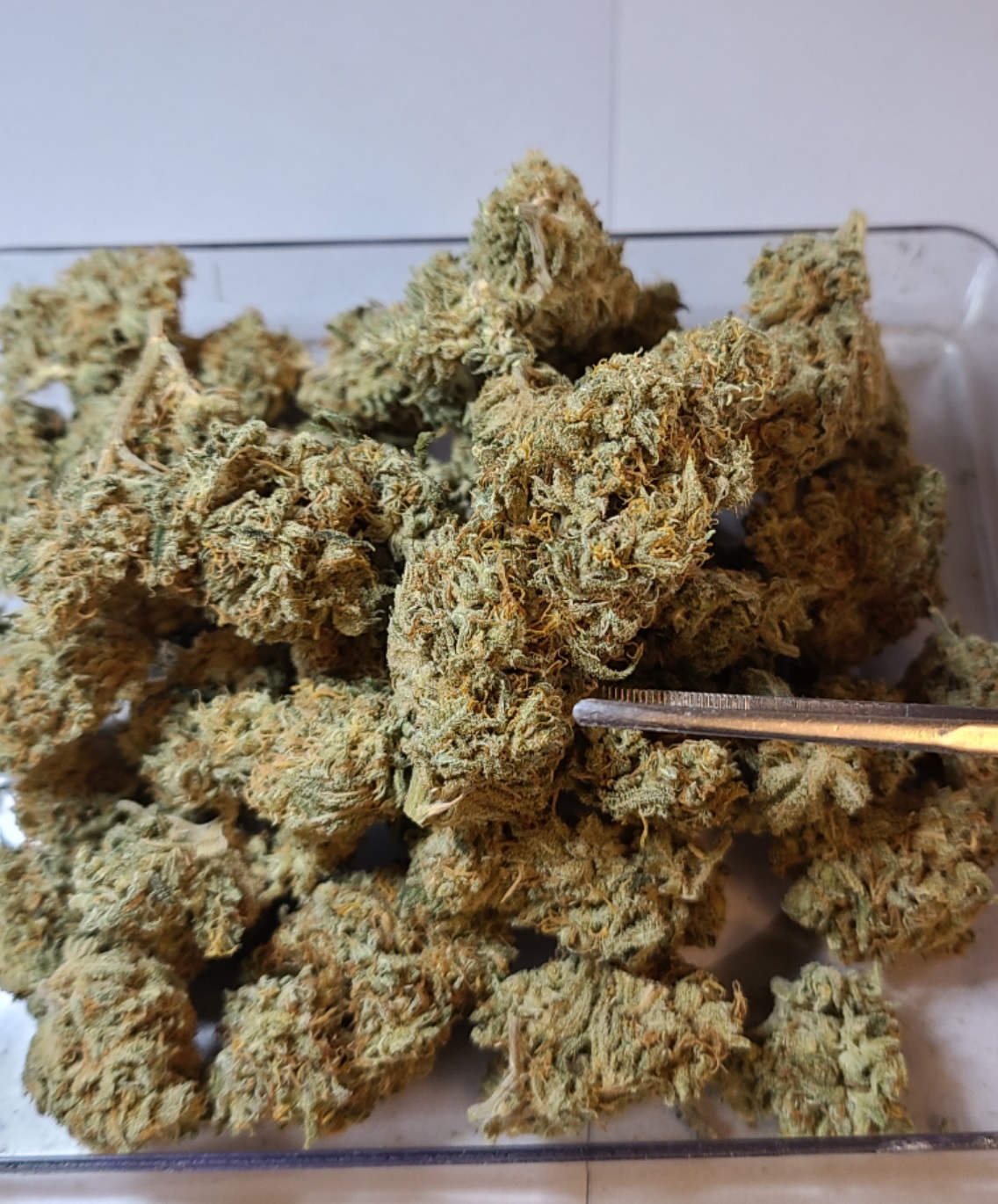 blueberrykush--1.jpg