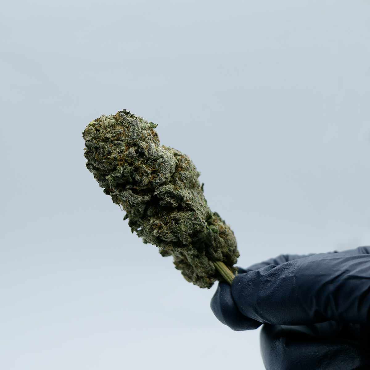 Gelato Hand Nug.jpg