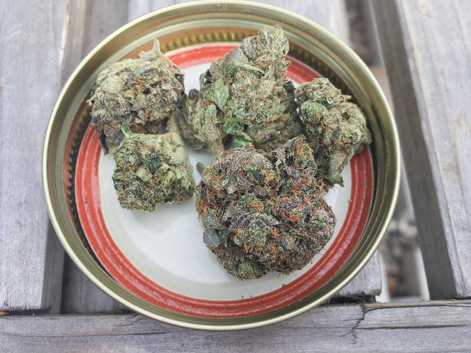 Animal Cookies 1