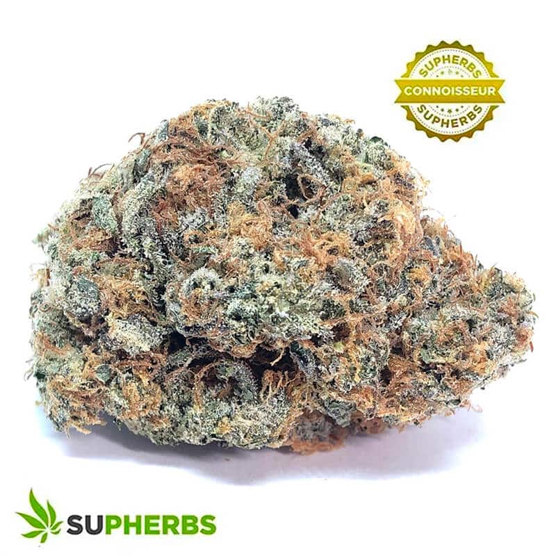 The-Shire-Strain-Buy-the-Shire-Strain-Online-In-Canada-At-Supherbs-1.jpg