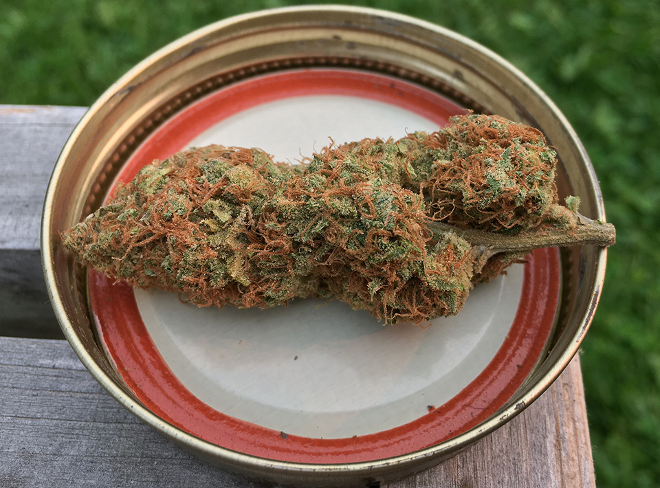 Strawpicana 1