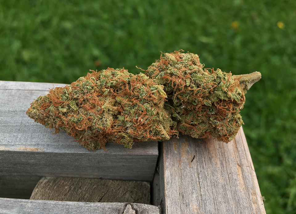 Strawpicana 2
