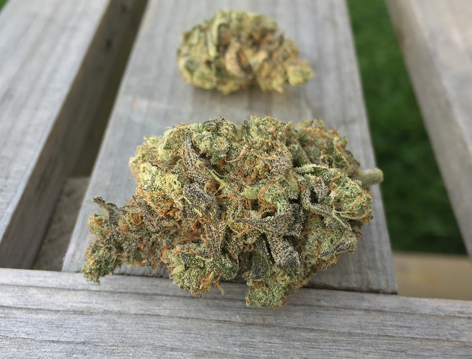 Mint Chocolate Chip 2
