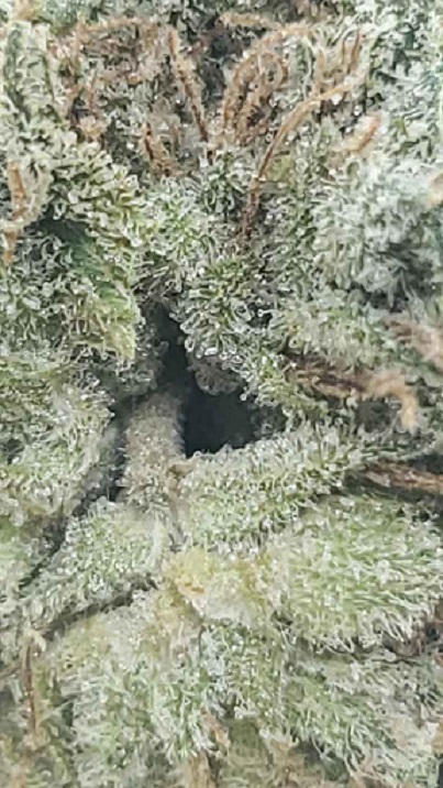 strawberry-kush-2.jpg