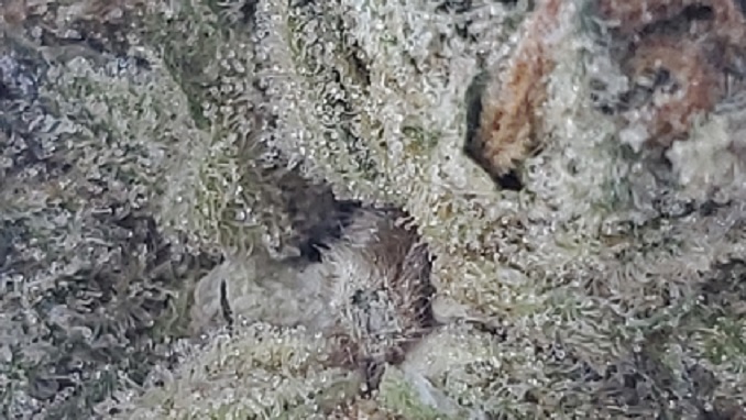 bubba kush-AAA2.jpg