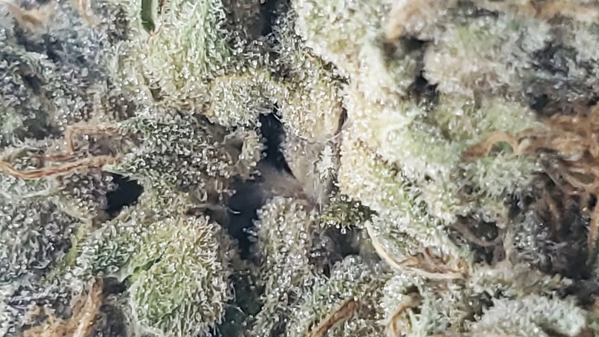 gelato 4.jpg