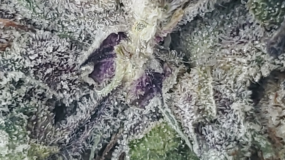 Pink Kush 2.jpg