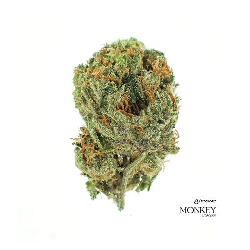 Buy-Weed-Online-Grease-Monkey-Cannabis-Strain-510x510.jpg