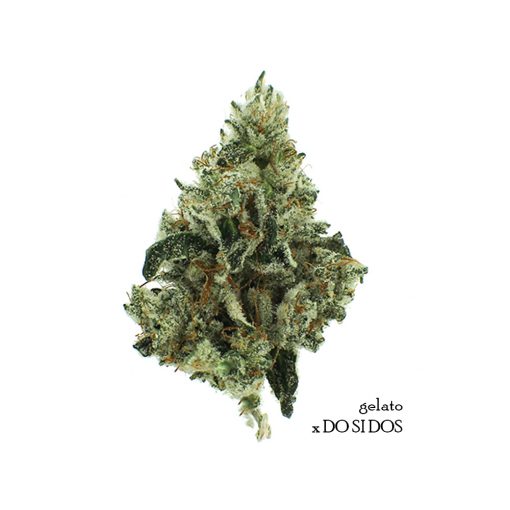 Gelato-x-Do-Si-Dos-marijuana-strain-order-online-dispensary-in-Canada-510x510.jpg