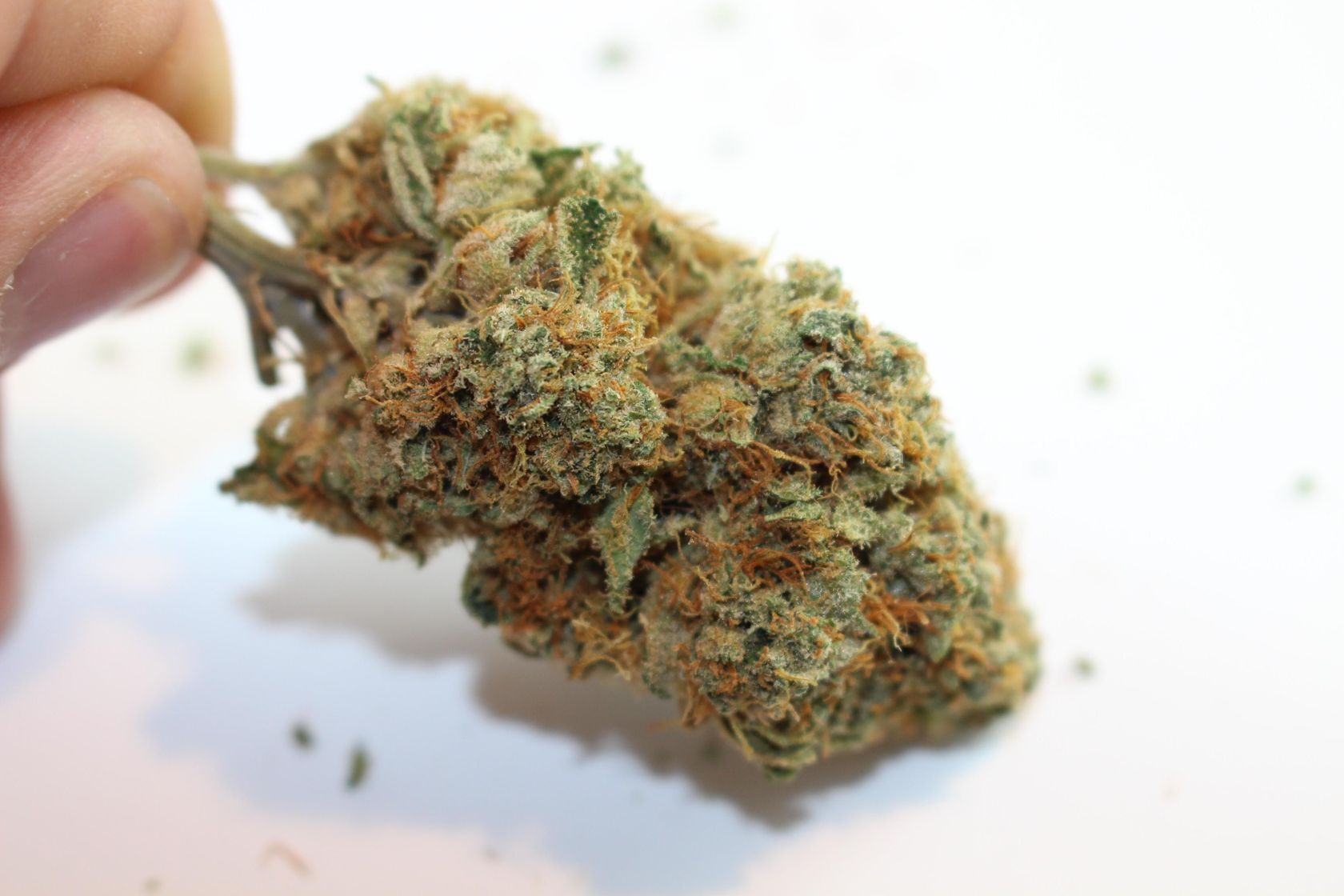 Hempstar - Supherbs.ca