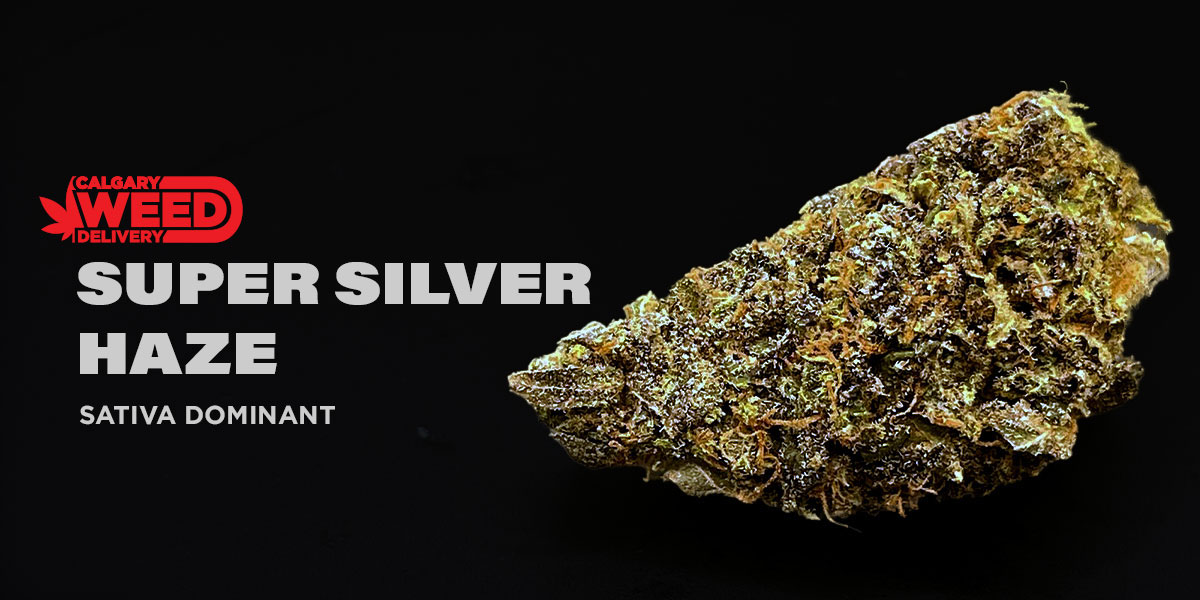 CWD-SUPER-SILVER-HAZE.jpg