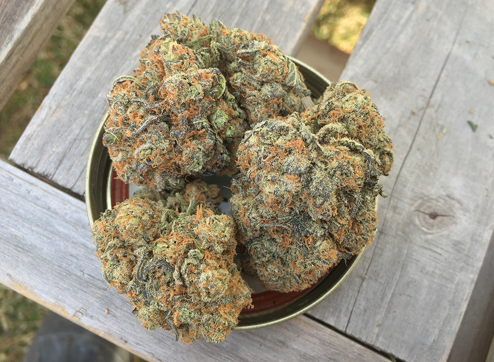 Blackberry Kush 2