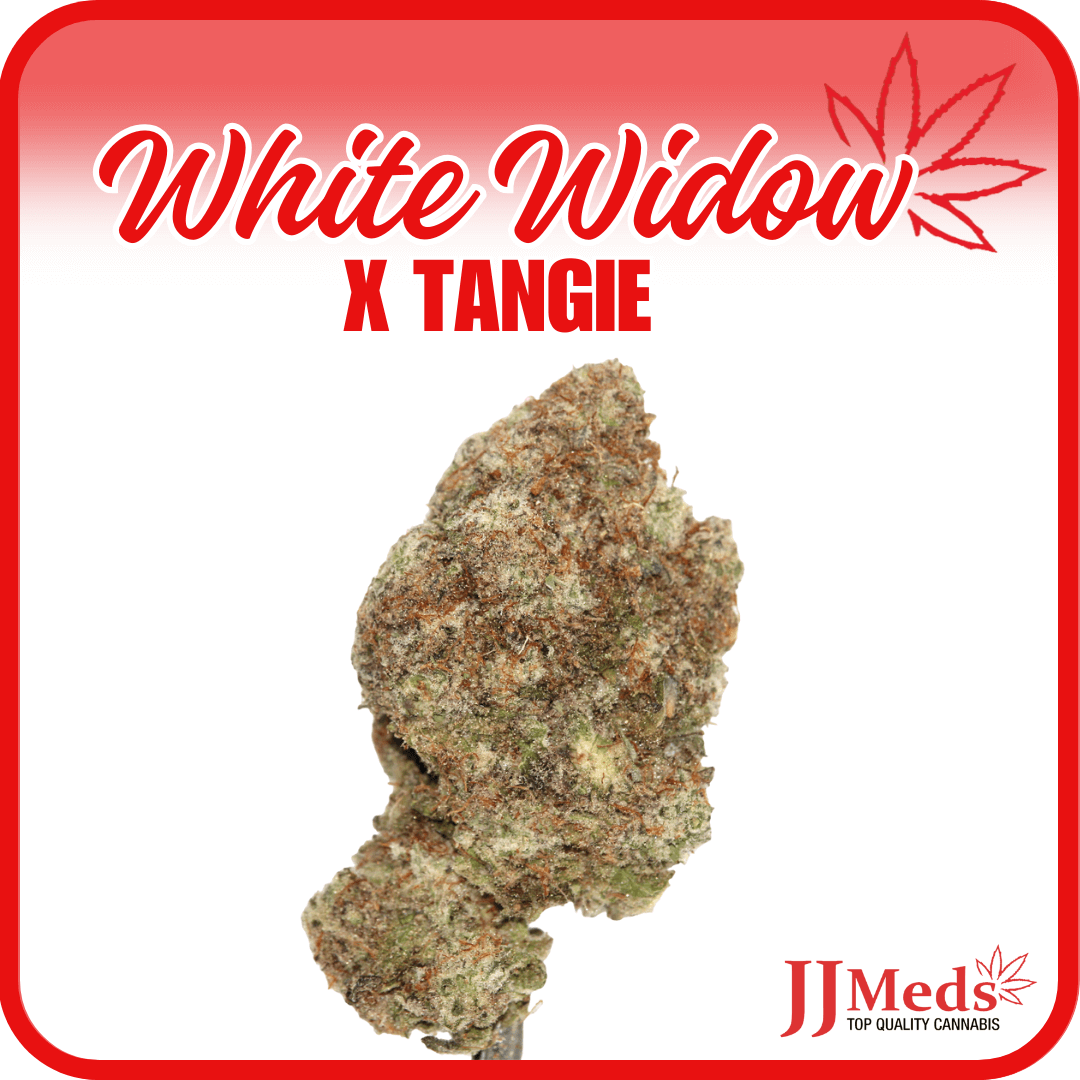 White Widow x Tangie 1.png