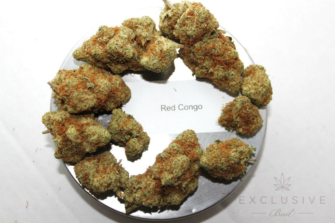 thumbnail_Red Congo (2).jpg