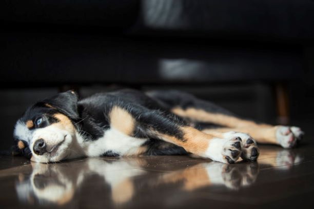 Naya under couch - Copy CMOM.jpg