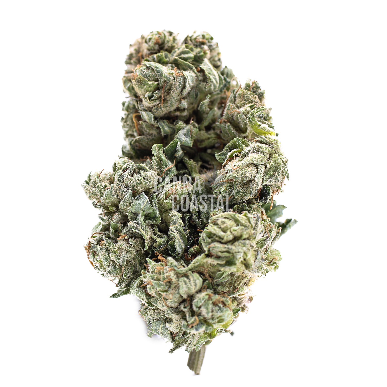 BC-Kush-Bud.jpg