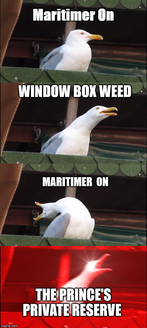 seagulls.jpg