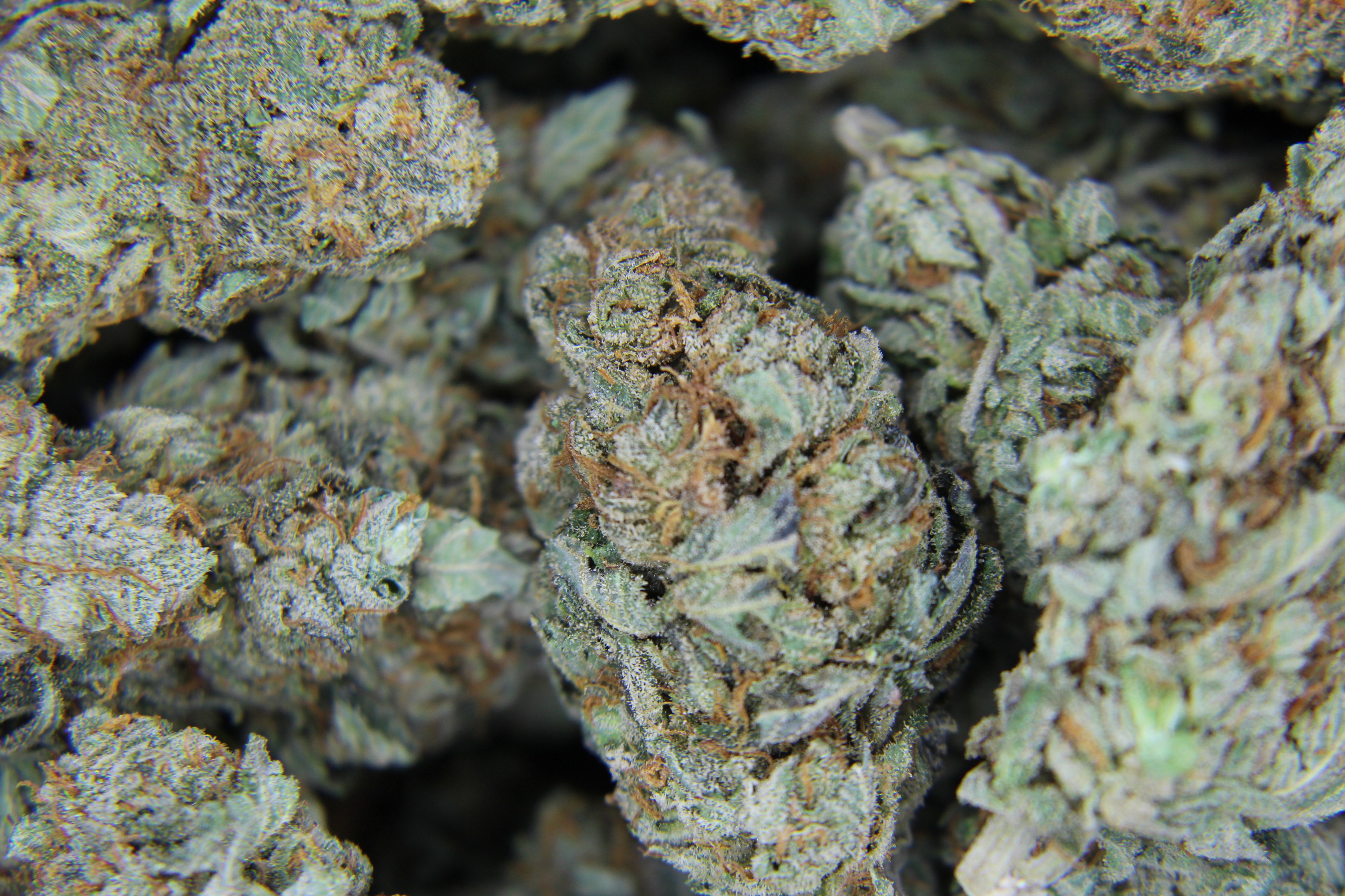 Blueberry Kush