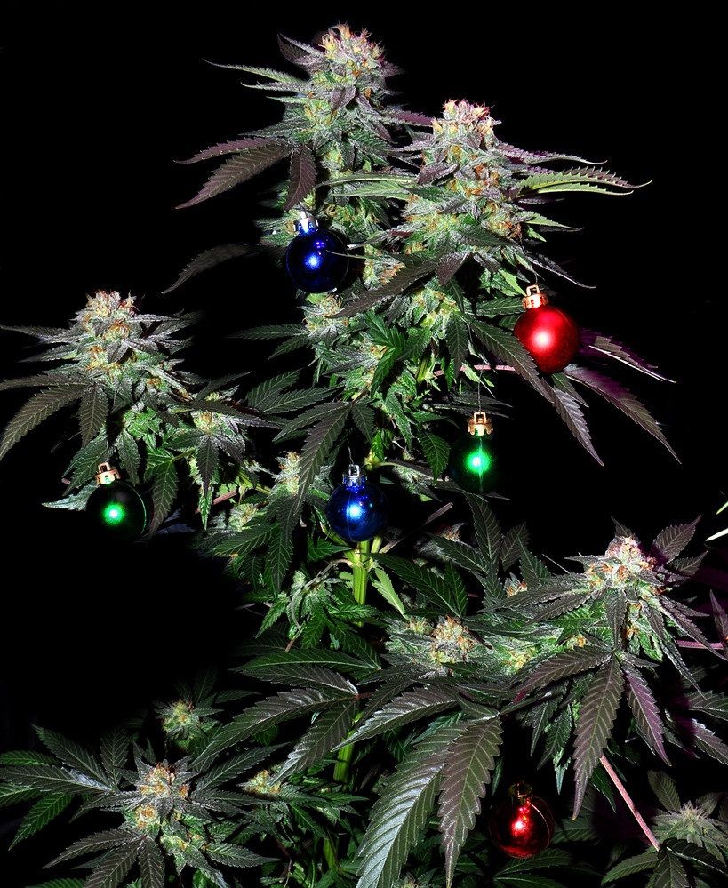 weedChristmasTree-1.jpg