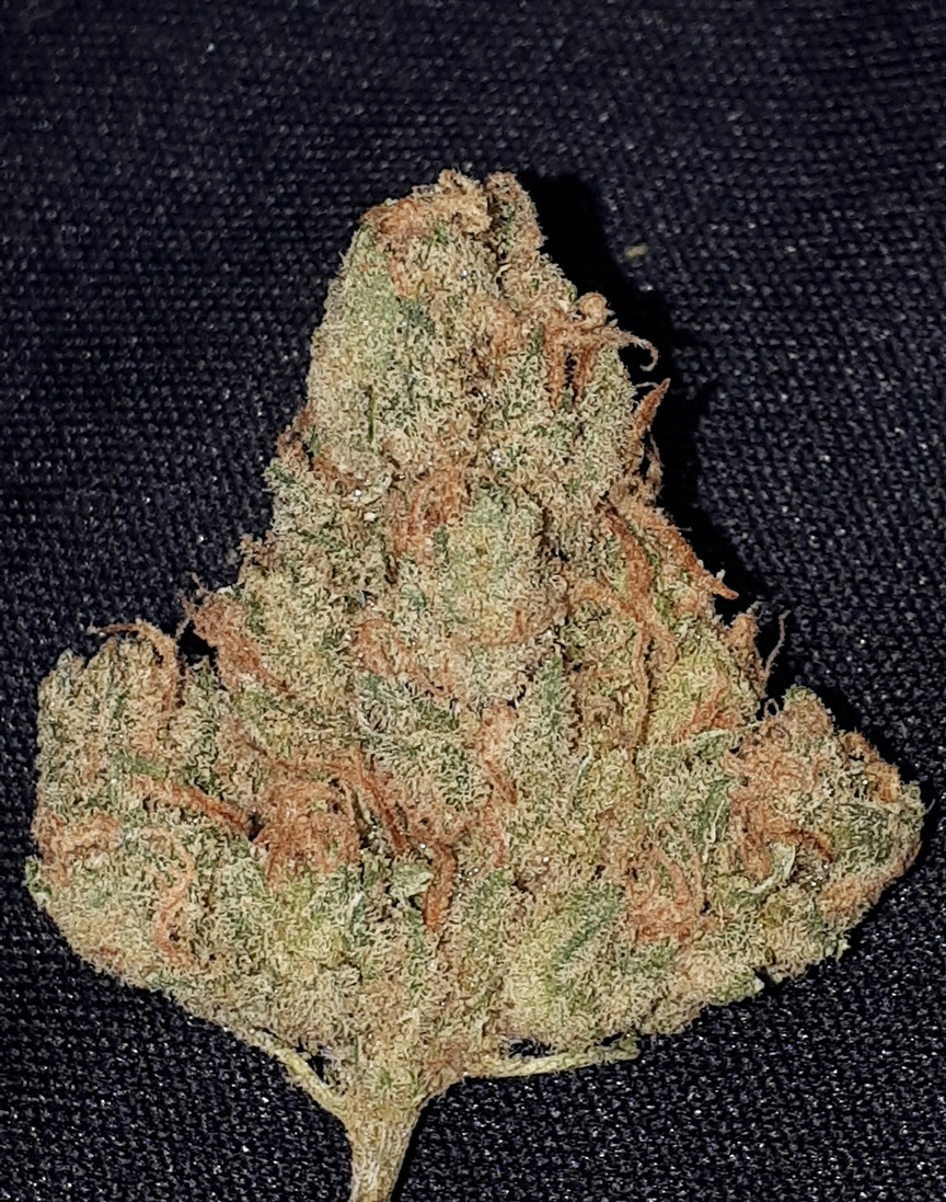 SI Skunk1.jpg