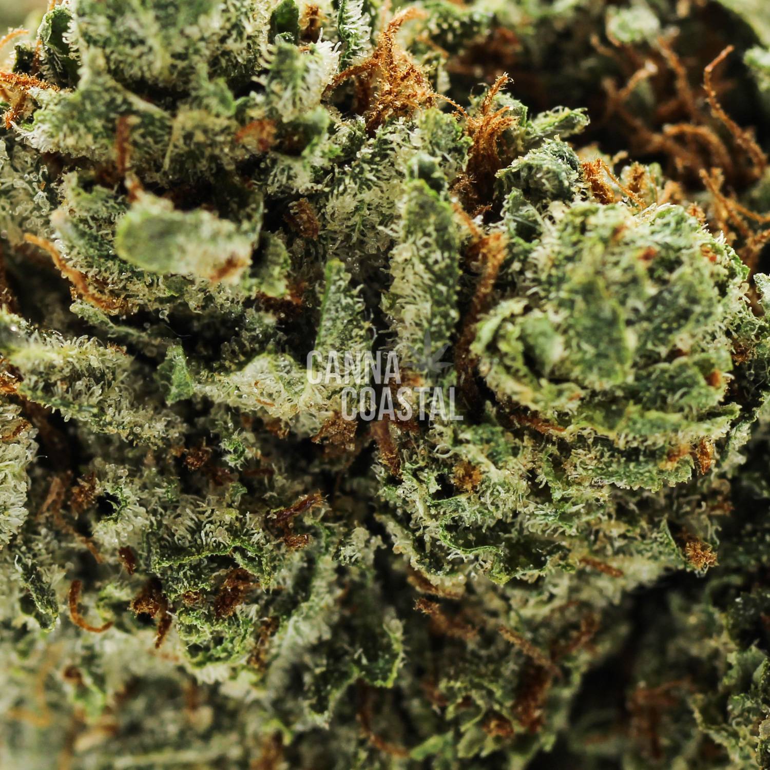 Pink-Island-Kush-Macro.jpg