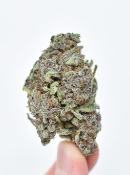 PURPLE-CRACK-Strain-3.jpg